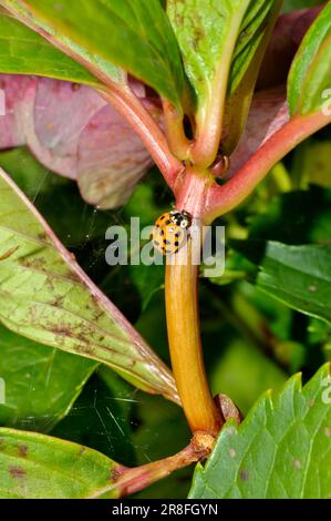 Ladybird auf Hydrangea Leaf Stockfoto