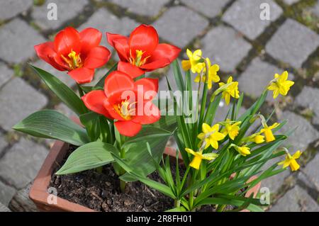 Frühlingsblumen in Töpfen, Tulpen, Narzissen Stockfoto