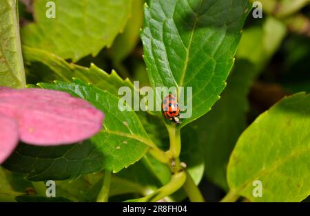 Ladybird auf Hydrangea Leaf Stockfoto