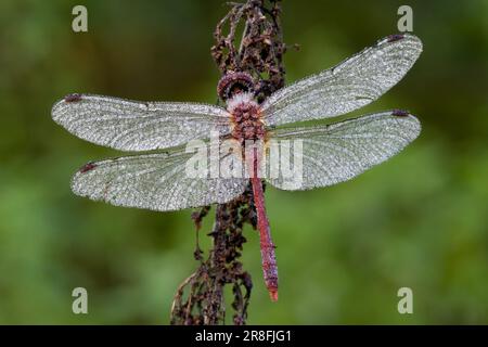 Vagrant Darter (Sympetrum Vulgatum) Stockfoto