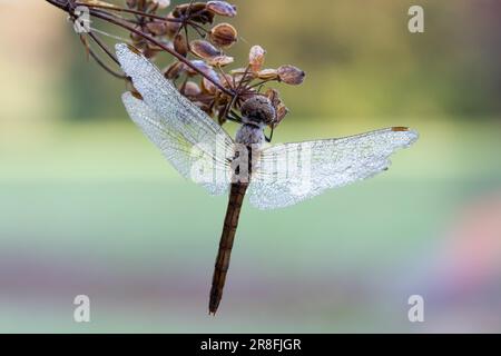 Wandertuch Stockfoto