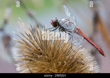 Vagrant Darter (Sympetrum Vulgatum) Stockfoto