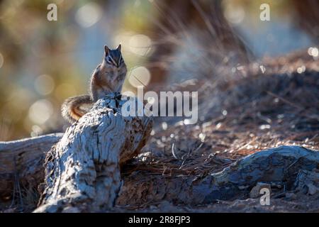 Ein Streifenhörnchen im Bryce Canyon in Nahaufnahme Stockfoto