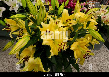 BBC Food and Gardens, Birmingham, Großbritannien 2023 Stockfoto