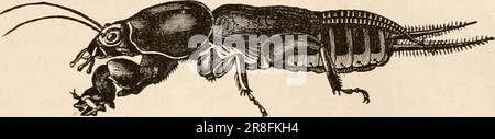 Elementares Zoologiebuch, tr. Und Ed. Von Adam Sedgwick, mit Unterstützung von F. G. Heathcote' (1892-1893) Stockfoto