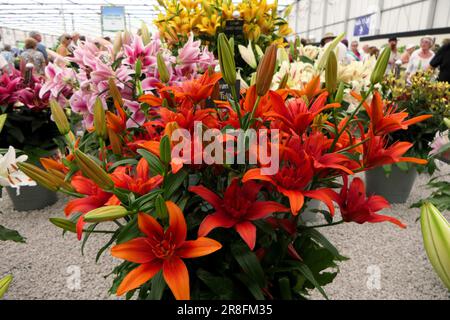 BBC Food and Gardens, Birmingham, Großbritannien 2023 Stockfoto