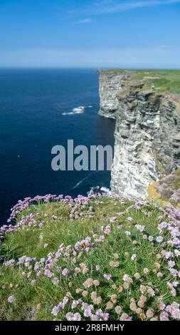 Klippen am Marwick Head in der Nähe des Kitchener Memorial an einem ruhigen Sommertag. Orkney, Schottland, Großbritannien. Stockfoto