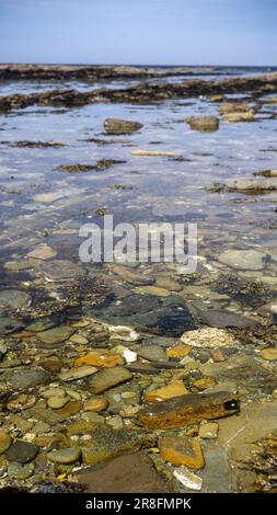 Die eintretende Flut bedeckt langsam Felsen und Algen entlang der Küste von Orkney, Schottland, Großbritannien. Stockfoto