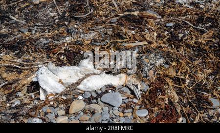 Toter Gannet wurde an der Küste von Orkney, Großbritannien, angespült. Stockfoto