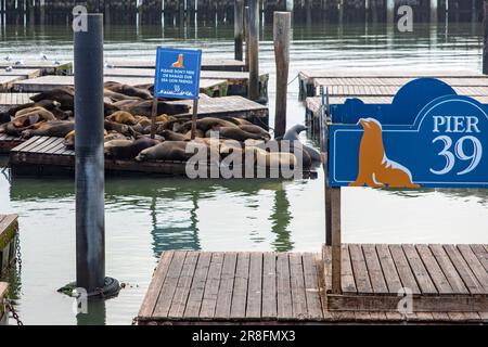 Ein unglaubliches Foto der Seelöwen am Pier 39 des Fischerhafens in San Francisco im US-Bundesstaat Kalifornien Stockfoto