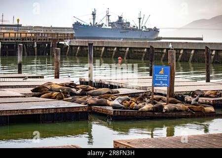 Pier 39 mit Robben und Seelöwen im Fischerhafen der Stadt San Francisco, mit einem Zerstörer im Hintergrund im Bundesstaat Stockfoto