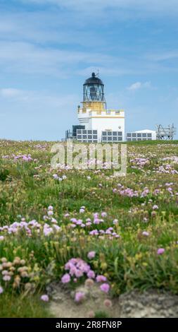 Der unbemannte Brough of Birsay Lighthouse im Sommer. Es wurde 1925 von David A Stevenson erbaut. Es liegt am Brough of Birsay, einem unbewohnten Ort Stockfoto