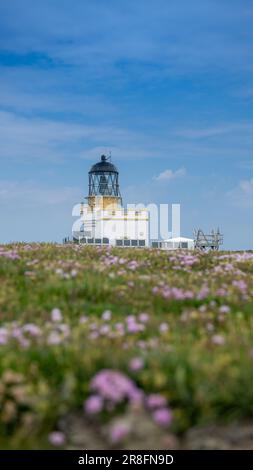 Der unbemannte Brough of Birsay Lighthouse im Sommer. Es wurde 1925 von David A Stevenson erbaut. Es liegt am Brough of Birsay, einem unbewohnten Ort Stockfoto