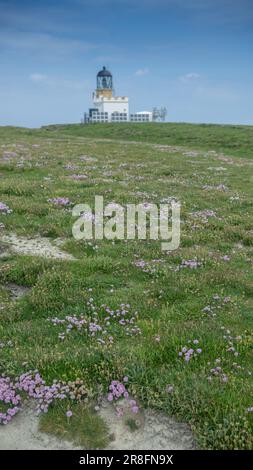 Der unbemannte Brough of Birsay Lighthouse im Sommer. Es wurde 1925 von David A Stevenson erbaut. Es liegt am Brough of Birsay, einem unbewohnten Ort Stockfoto