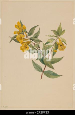 Yellow Jessamine (Gelsemium sempervirens) 1905 von Mary Vaux Walcott, geboren in Philadelphia, PA 1860-gestorben St. Andrews, New Brunswick, Kanada 1940 Stockfoto