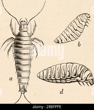 Elementares Zoologiebuch, tr. Und Ed. Von Adam Sedgwick, mit Unterstützung von F. G. Heathcote' (1892-1893) Stockfoto