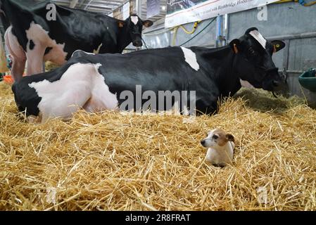 Im Royal Highland Centre in Ingliston, Edinburgh, vor der Royal Highland Show, die von Donnerstag bis Sonntag stattfindet, sitzt ein Hund unter Kühen. Bilddatum: Mittwoch, 21. Juni 2023. Stockfoto