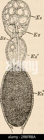 Elementares Zoologiebuch, tr. Und Ed. Von Adam Sedgwick, mit Unterstützung von F. G. Heathcote' (1892-1893) Stockfoto