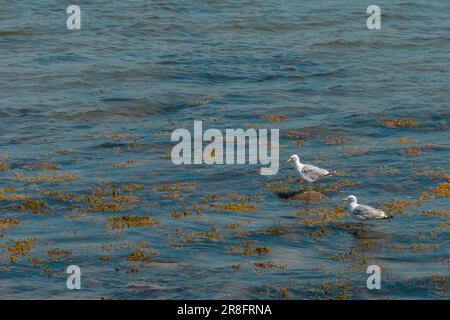 Möwen auf Steinen, Kiel Fjord, Ostsee, Sommerzeit am Falkenstein Beach, Kiel-Friedrichsort, Schleswig-Holstein, Norddeutschland, Europa Stockfoto