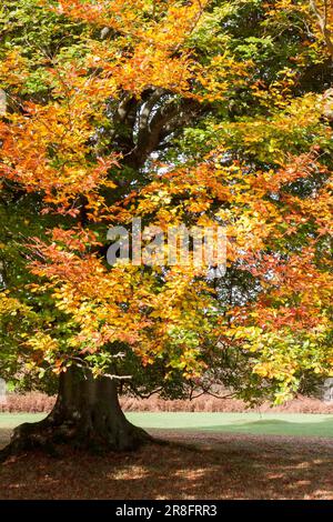 ASHDOWN FOREST, Sussex/UK - Oktober 29: Buche in der Grouds der Ashdown Park Hotel Ashdown Forest Sussex am 29. Oktober 2009 Stockfoto