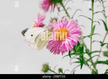 Weißer Butterfisch auf pinkfarbenen Asterblumen Stockfoto