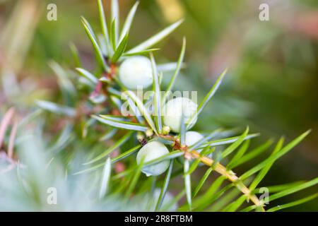 Wacholder (Juniperus) Stockfoto