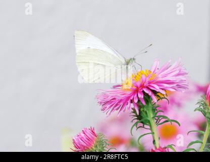 Weißer Butterfisch auf pinkfarbenen Asterblumen Stockfoto