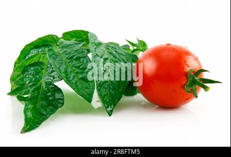 Reife nasse rote Tomate mit grünen Blättern isolierten auf weißen Hintergrund Stockfoto