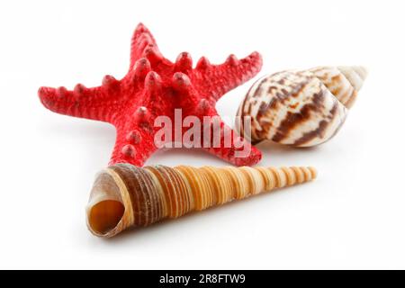 Farbige Muscheln (Seestern und Muschel), Isolated on White Background Stockfoto