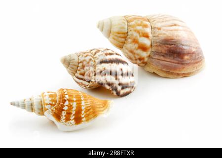 Sammlung von Muscheln Jakobsmuschel, Isolated on White Background Stockfoto