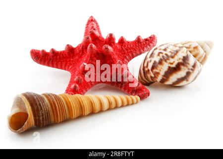 Farbige Muscheln (Seestern und Muschel), Isolated on White Background Stockfoto