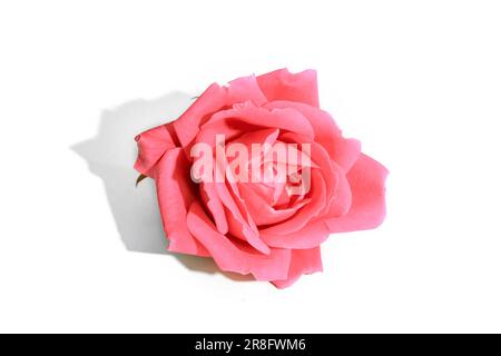 Rote Rose mit hartem Schatten isoliert auf weißem Hintergrund. Stockfoto