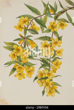 Carolina Jessamine (Gelsemium sempervirens) 1926 von Mary Vaux Walcott, geboren in Philadelphia, PA 1860-gestorben St. Andrews, New Brunswick, Kanada 1940 Stockfoto