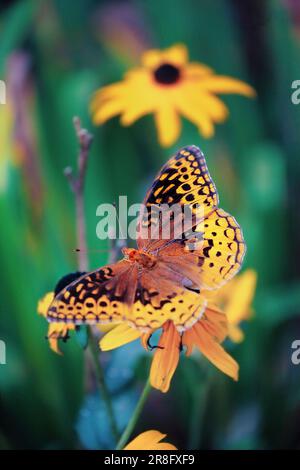 Großer, zerbrechlicher Fritillarienschmetterling auf einer Schwarzäugigen Susan-Blüte. Extrem selektiver Fokus mit unscharfem Hintergrund. Draufsicht. Stockfoto