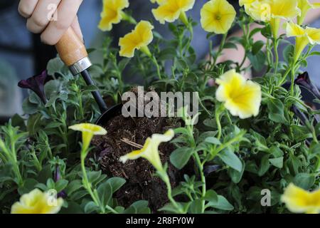 Hand einer jungen Frau mit Kelle, um einen Hängekorb oder Blumentopf zu Pflanzen. Zu den Blüten gehören gelbe und schwarze Petunien mit Dichondra. Stockfoto