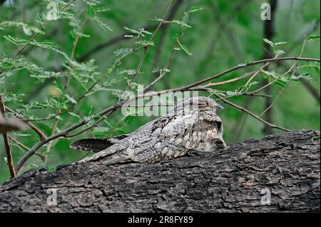 Grey Nightjar (Caprimulgus indicus), Keoladeo Ghana-Nationalpark, Rajasthan, Indien Stockfoto