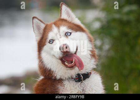 Sibirischer Husky (Canis lupus familaris), weiblich, 3 Jahre, Porträt am Wasser, Nordrhein-Westfalen, Deutschland, Europa Stockfoto