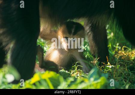 Löwenschwanzmakaken (Macaca silenus), wanderu, Jungtiere Stockfoto