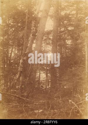 Unbenannt aus dem Portfolio The Forest: Adirondack Woods 1859 von William James Stillman, geboren in Schenectady, NY 1828, gestorben in Surrey, England 1901 Stockfoto