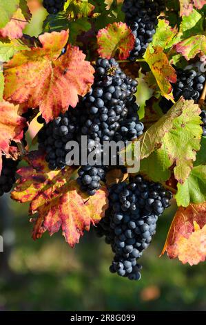 Reife Lemberg-Trauben auf den bunten Weinblättern Stockfoto