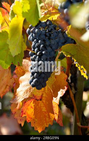 Reife Lemberg-Trauben auf den bunten Weinblättern Stockfoto