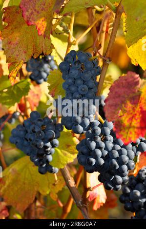 Reife Lemberg-Trauben auf den bunten Weinblättern Stockfoto