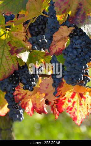 Reife Lemberg-Trauben auf den bunten Weinblättern Stockfoto