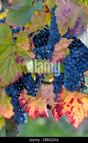 Reife Lemberg-Trauben auf den bunten Weinblättern Stockfoto