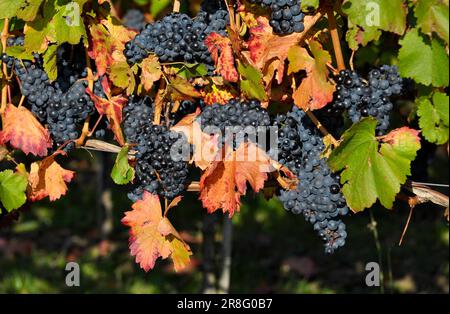 Reife Lemberg-Trauben auf den bunten Weinblättern Stockfoto