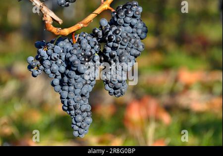 Reife Lemberg-Trauben auf den bunten Weinblättern Stockfoto