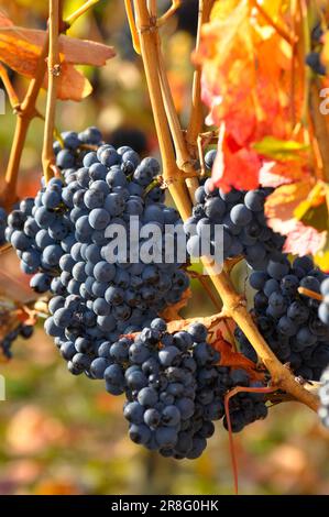 Reife Lemberg-Trauben auf den bunten Weinblättern Stockfoto