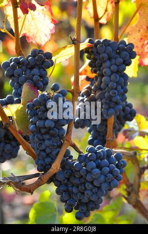 Reife Lemberg-Trauben auf den bunten Weinblättern Stockfoto