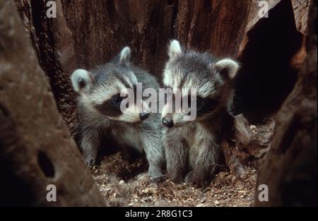 Waschbären (Procyon lotor), Jungtiere in der Baumhöhle, Waschbär Stockfoto