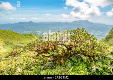 Mount Pelee grüner Vulkan Hügel Panorama mit tropischem Baum im Vordergrund, Martinique, West Indies, französisches Überseedepartement Stockfoto